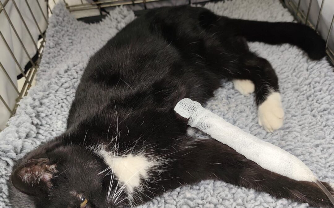 Fundtier Katze, Kufstein  (05/2025)