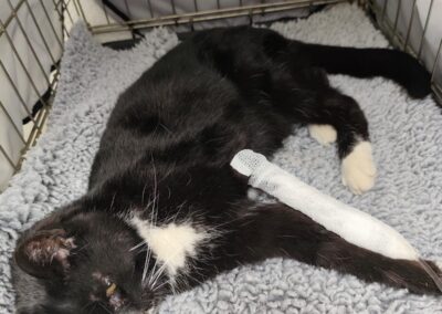 Fundtier Katze, Kufstein  (05/2025)