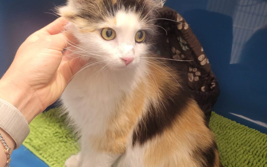 Fundtier Katze, Kufstein  (05/2025)