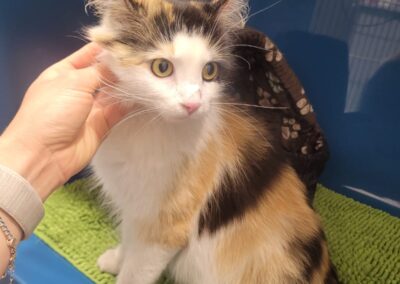 Fundtier Katze, Kufstein  (05/2025)