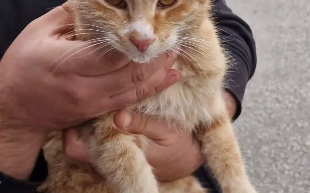Simba, Kundl  (05/2025)