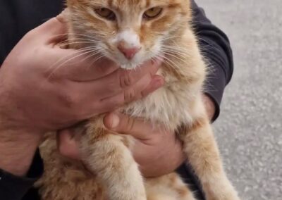 Simba, Kundl  (05/2025)