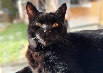 Simba, Landeck  (05/2025)