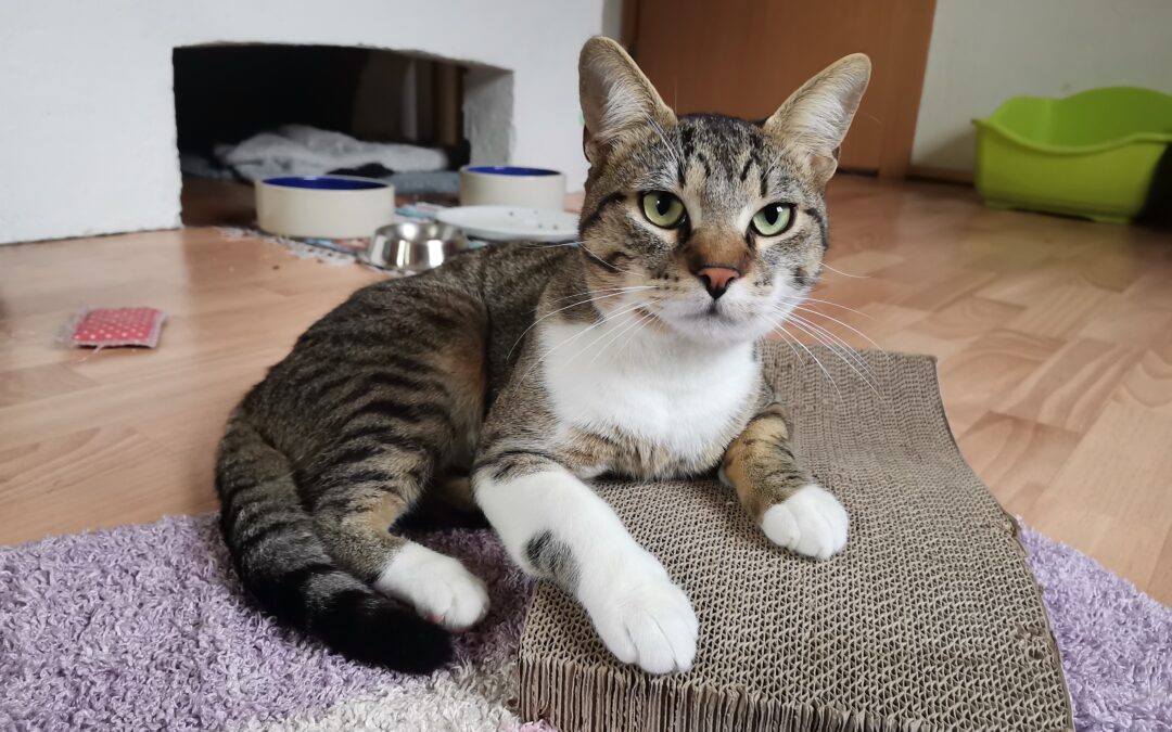 Loki