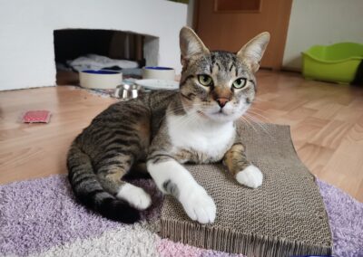 Loki