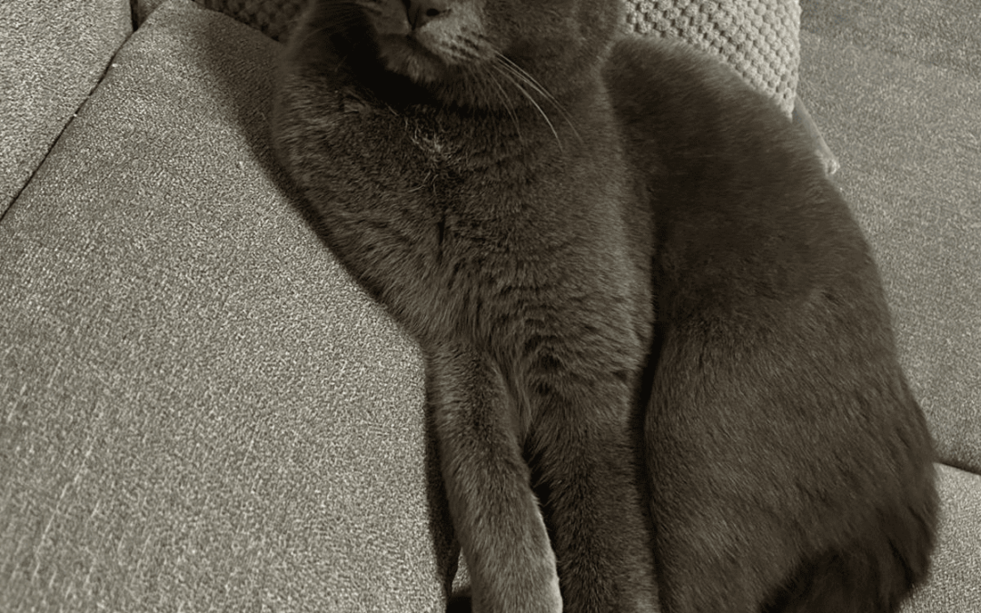 Findus, Mils bei Hall (05/2025)