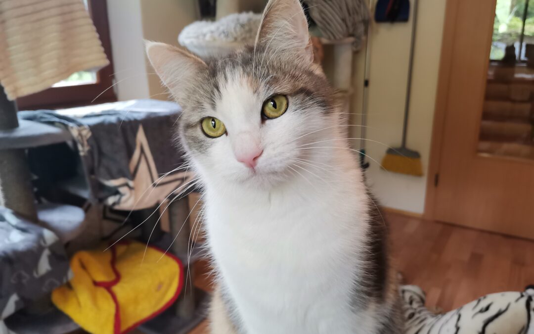 Nala