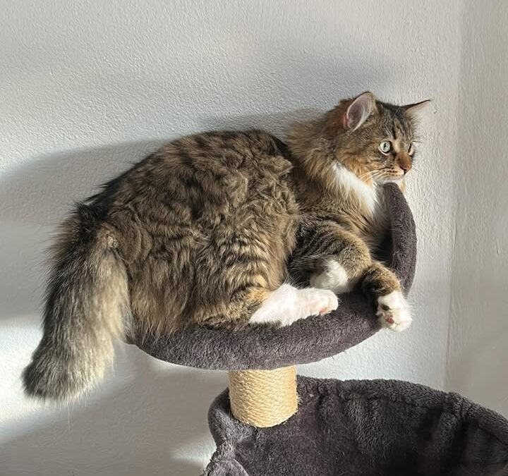 Findus, Neustift im Stubaital  (05/2025)
