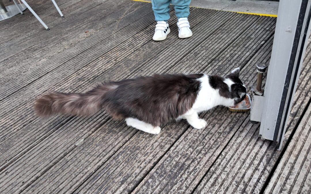 Fundtier Katze, Oberhofen  (05/2025)
