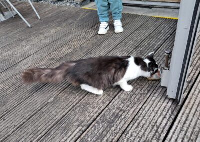 Fundtier Katze, Oberhofen  (05/2025)