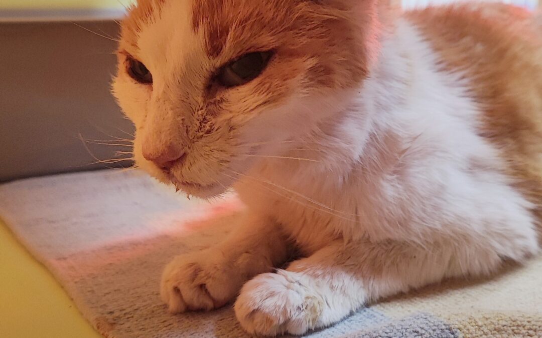 Fundtier Katze, Oberperfuss  (05/2025)