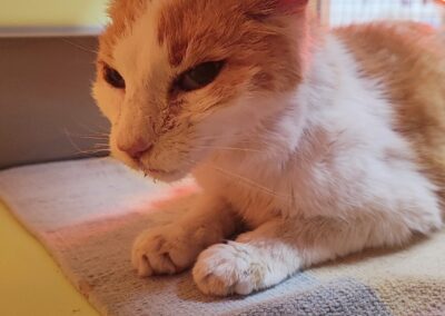 Fundtier Katze, Oberperfuss  (05/2025)