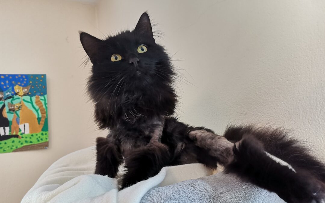 Odin