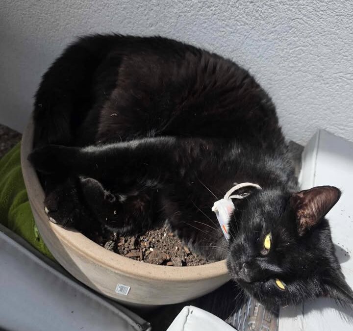 Mogli, Pflach  (05/2025)