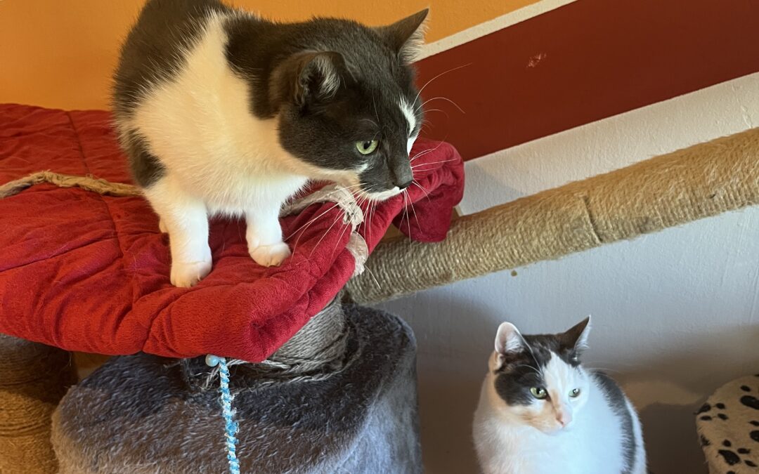Sammy und Simba