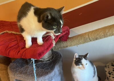 Sammy und Simba