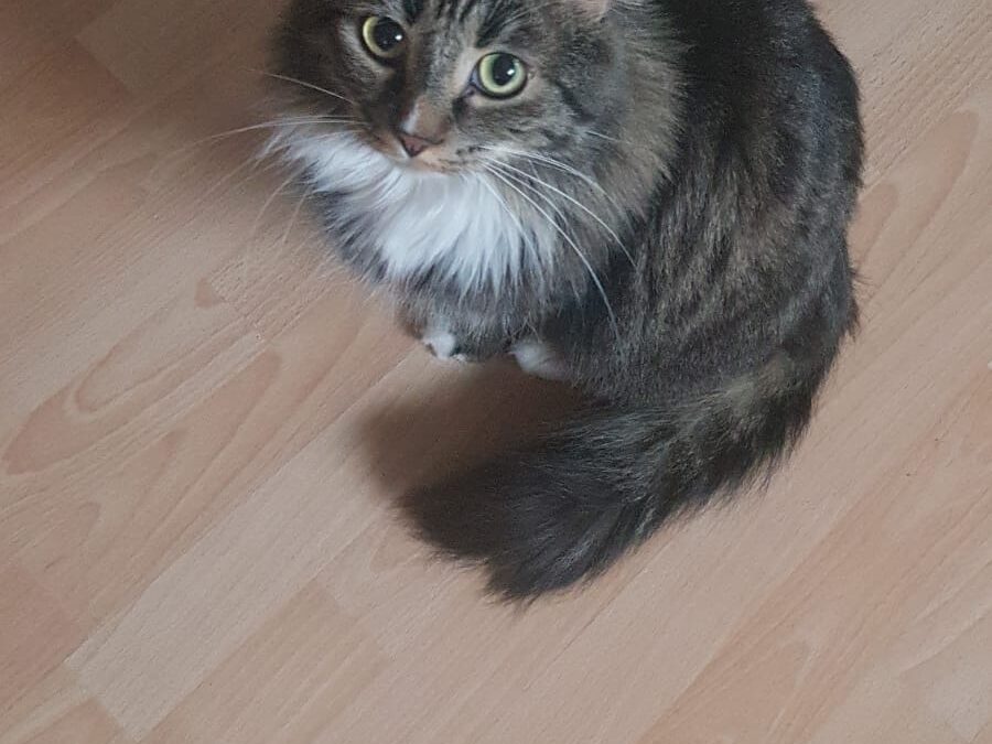 Smokey, Umhausen  (05/2025)