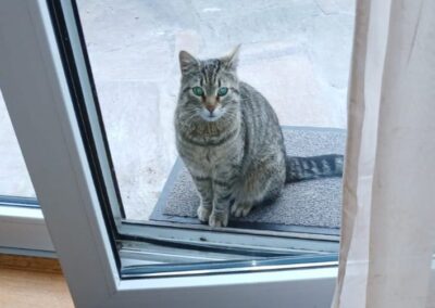 Fundtier Katze, Vils  (05/2025)