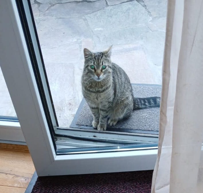 Fundtier Katze, Vils  (05/2025)