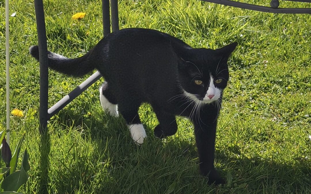 Whiskers, Vils (05/2025)
