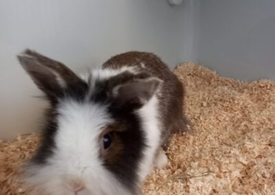 Fundtier Kaninchen, Völs  (05/2025)