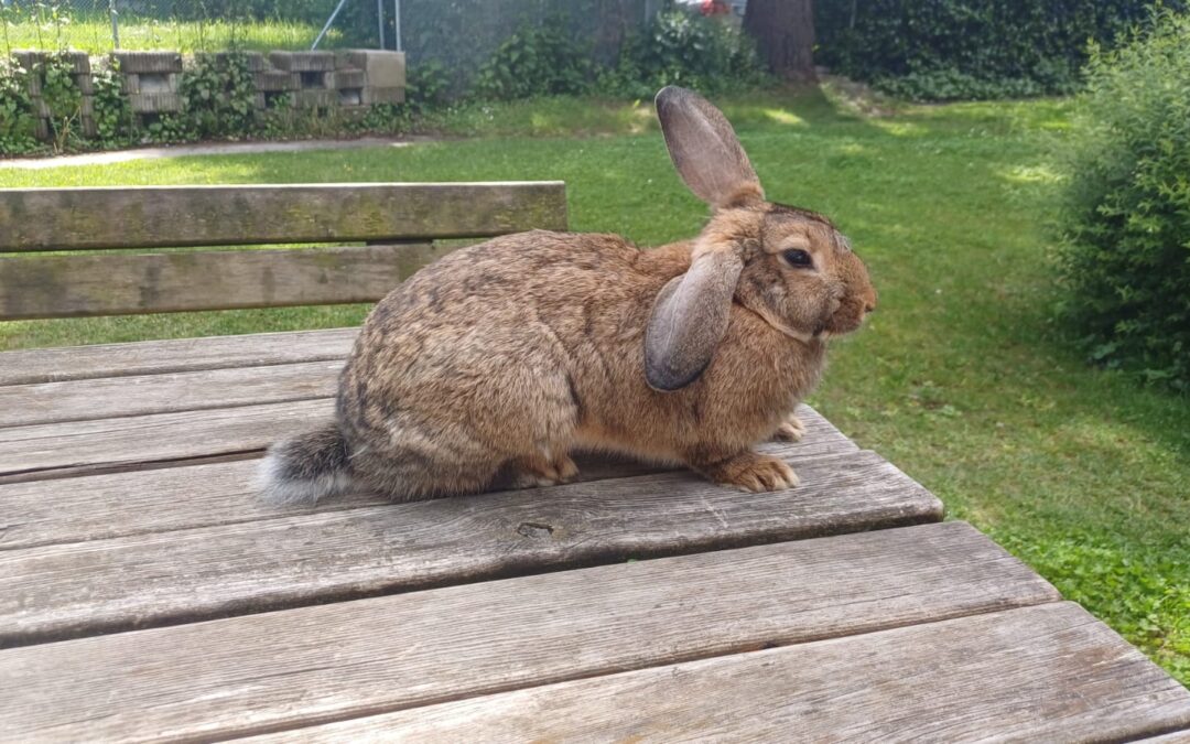 Fundtier Kaninchen, Wörgl  (05/2025)
