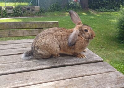 Fundtier Kaninchen, Wörgl  (05/2025)