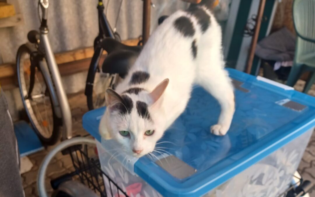 Fundkater, Wörgl (05/2025)