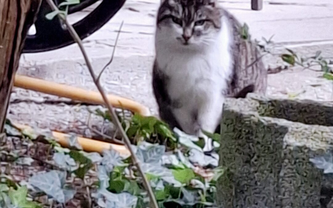 Sichtung Katze, Zams  (05/2025)