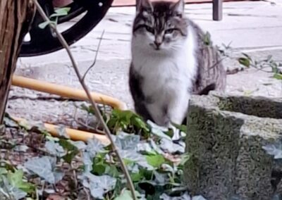 Sichtung Katze, Zams  (05/2025)