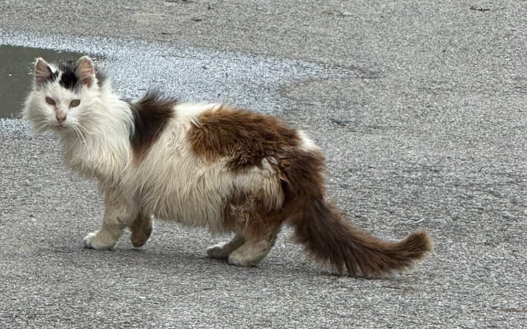 Sichtung Katze, Zams  (05/2025)