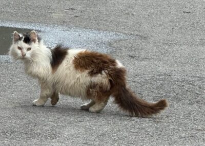 Sichtung Katze, Zams  (05/2025)