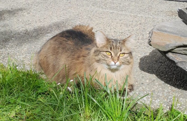 Minka, Zell am Ziller (05/2025)