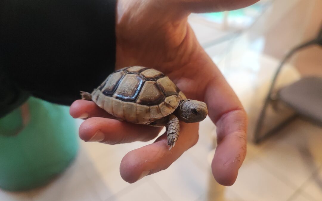 Fundtier Landschildkröte, Zirl  (05/2025)
