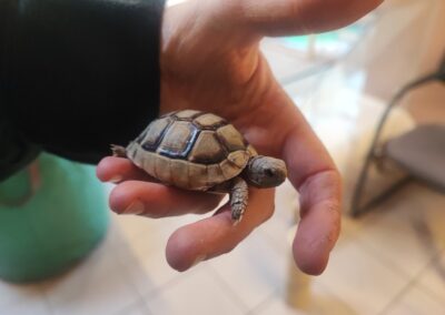 Fundtier Landschildkröte, Zirl  (05/2025)