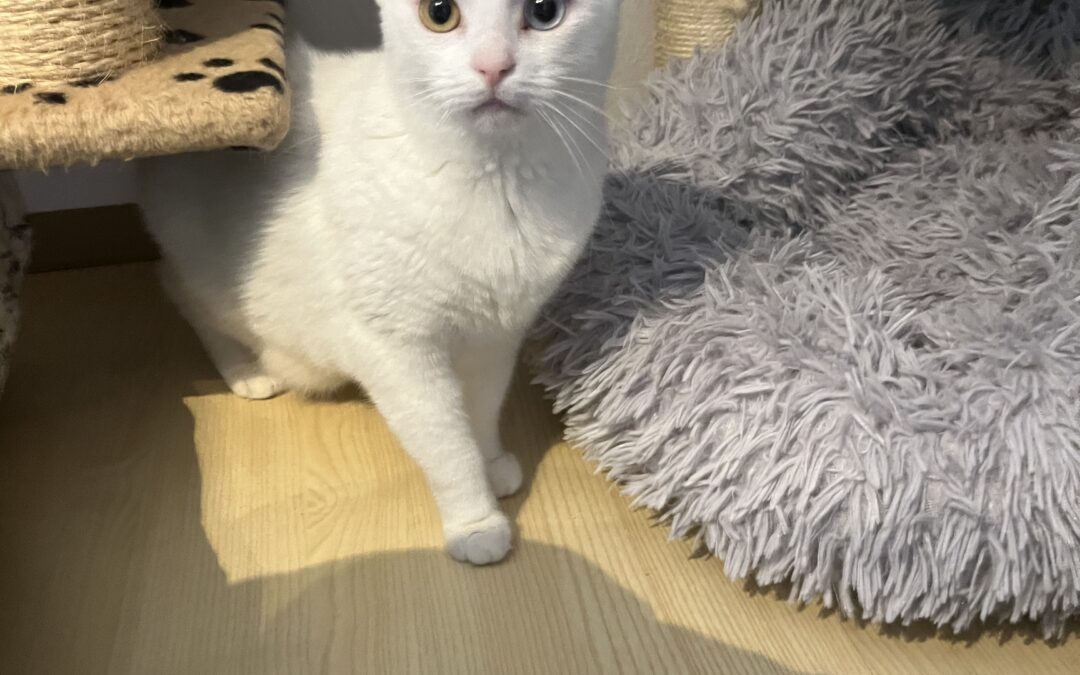 Nala