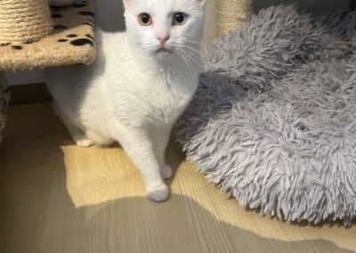 Nala