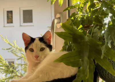 Peppi, Absam  (06/2025)