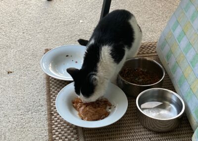 Fundtier Katze, Afling  (06/2025)