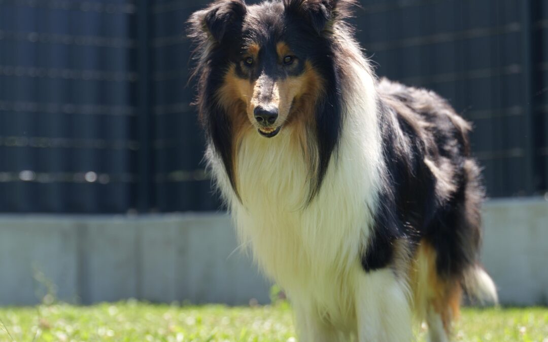 Collies