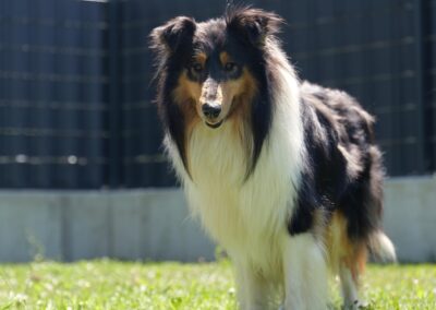Collies