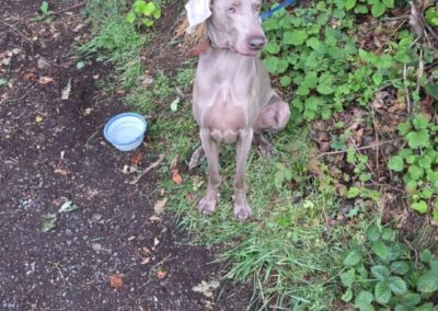 Fundtier Hund, Fügen  (06/2025)