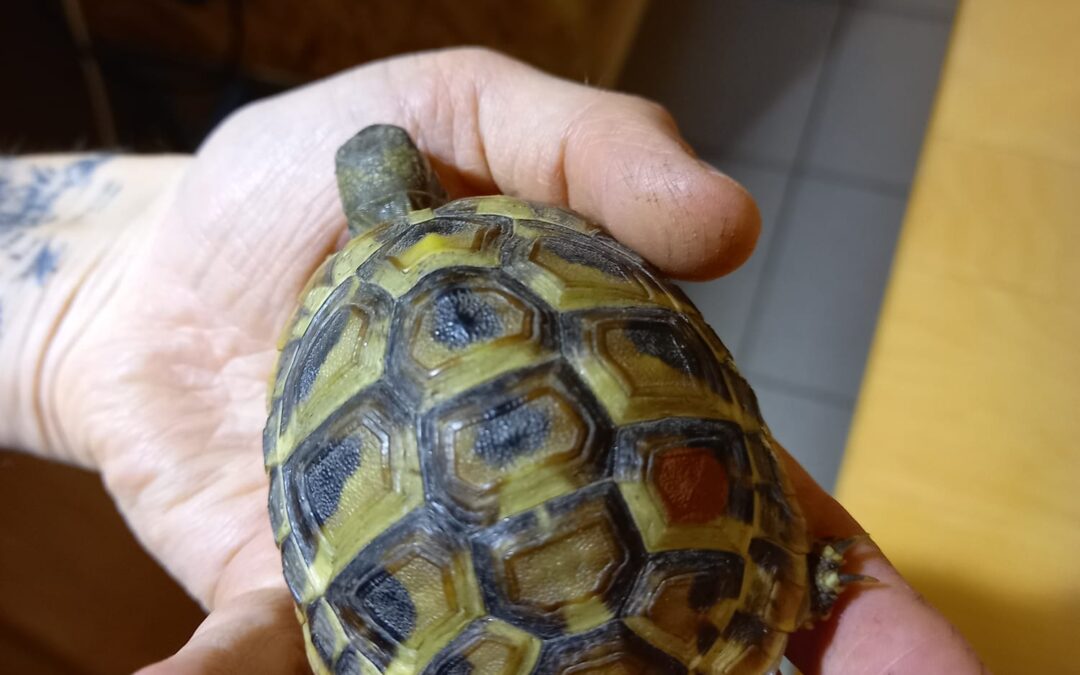 Fundtier Landschildkröte, Fulpmes  (06/2025)