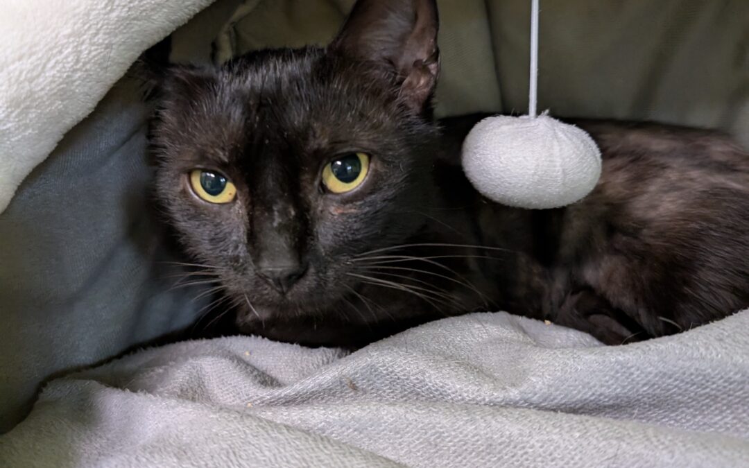 Fundkatze, Innsbruck  (06/2025)