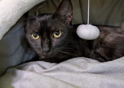 Fundkatze, Innsbruck  (06/2025)