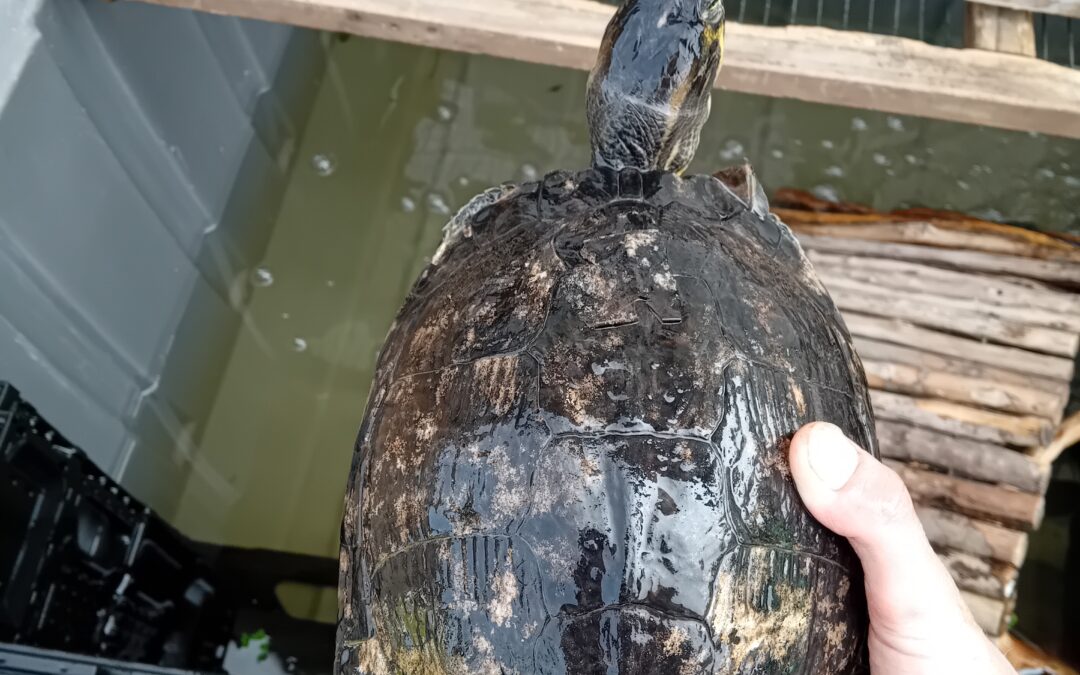 Fundschildkröte, Innsbruck  (06/2025)