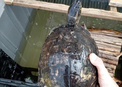 Fundschildkröte, Innsbruck  (06/2025)