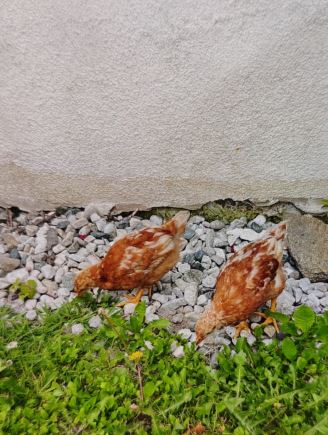 Fundtiere Hühner, Hatting  (06/2025)