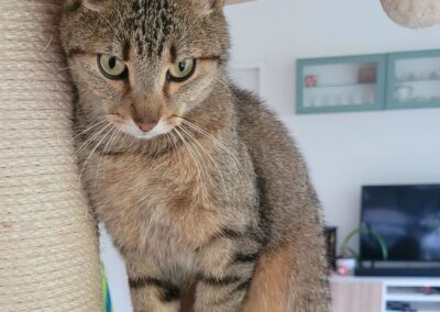 Pumba, Hatting  (06/2025)