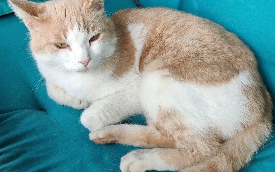 Fundtier Katze, Hopfgarten  (06/2025)
